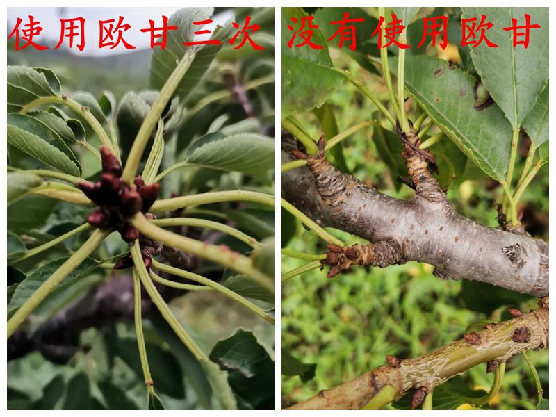 使用欧甘延后落叶