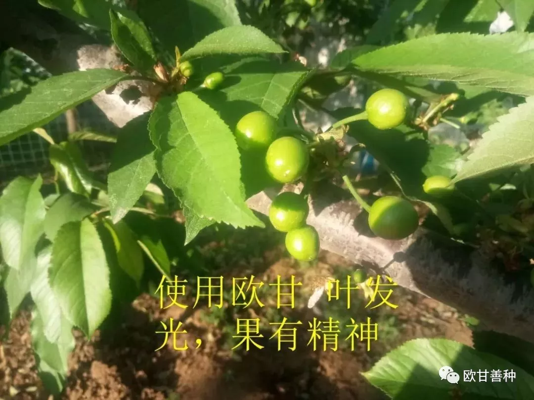 欧甘减少水果裂果的原理