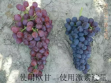 怎样减少畸型果