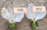 去年使用欧甘保花保果，今年开春效果
